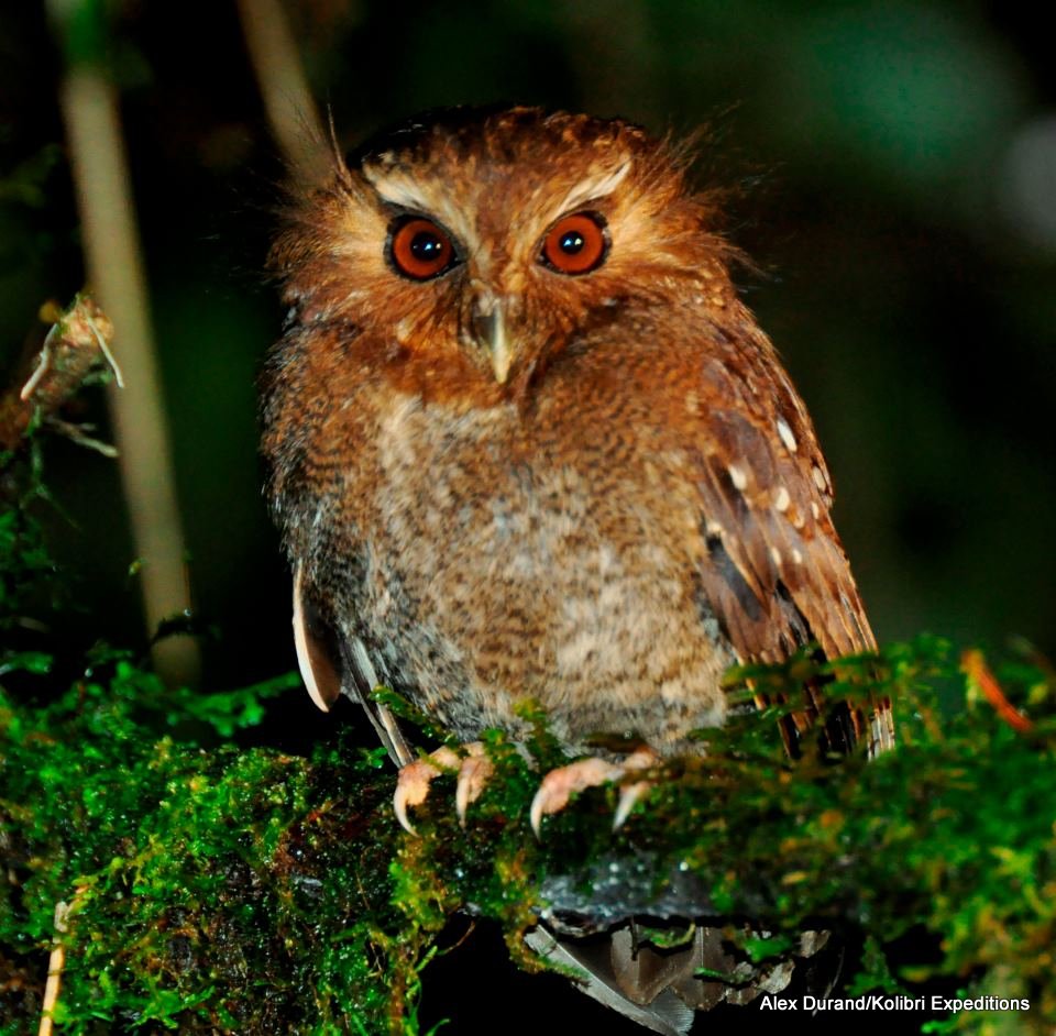 Long-whiskered Owlet - Foto Alex Durand